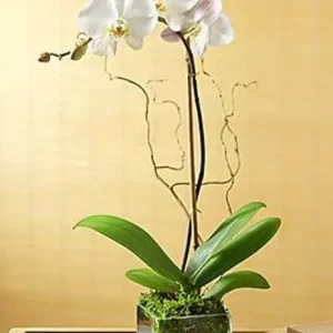 Luxury White Phalaenopsis Orchid