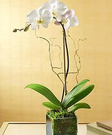 Luxury White Phalaenopsis Orchid